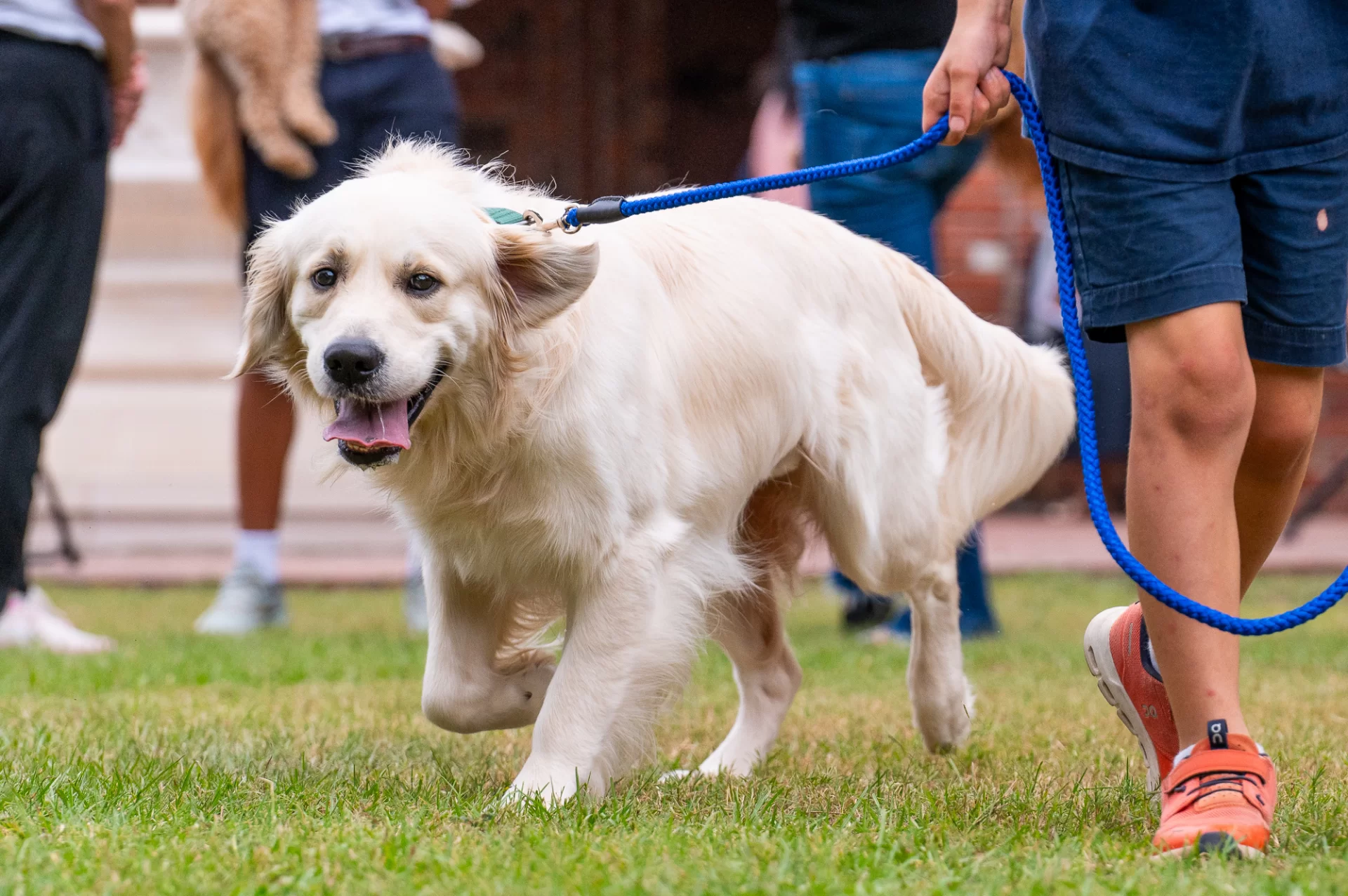 Blessing Of The Animals 0970.webp